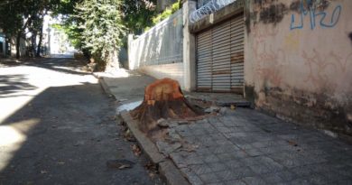 árvores na rua pirapetinga