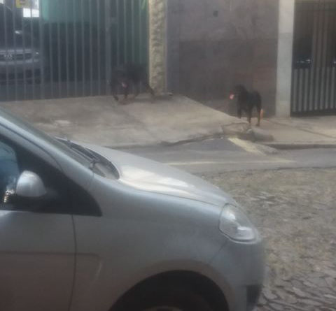 fuga de cães