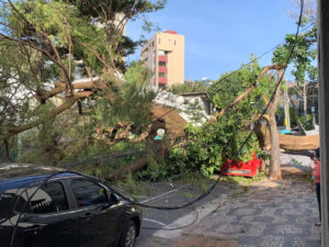 queda de árvore rua do oubo