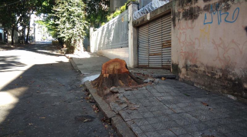 árvores na rua pirapetinga