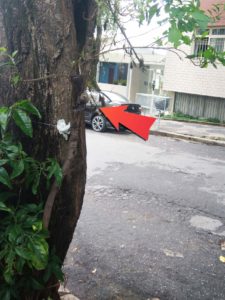 morcego na rua corinto